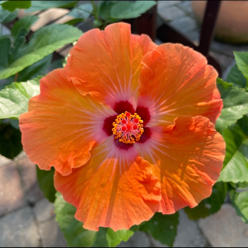 🎀Meet the Seller, TOP RATED/TOP 10%!🎀